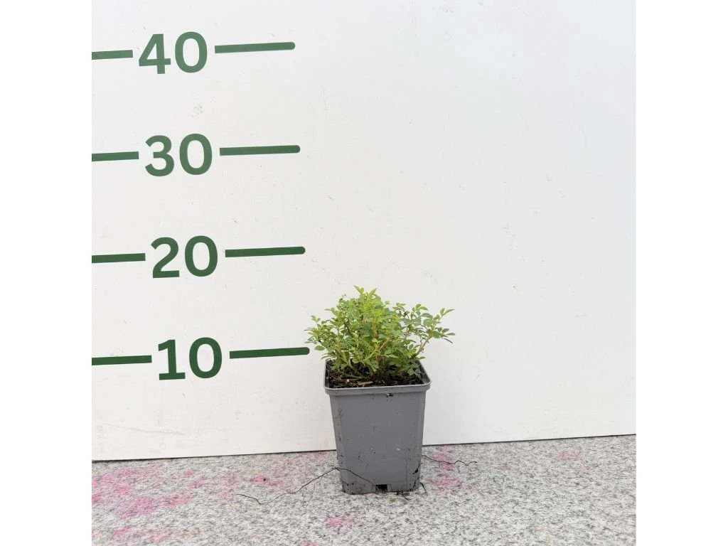 Minirůže Cutie Pie, výška 10–15 cm, květináč 9 cm
