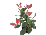 Blýskavka Little Fenna, výška 15–25 cm, květináč 9,5 cm