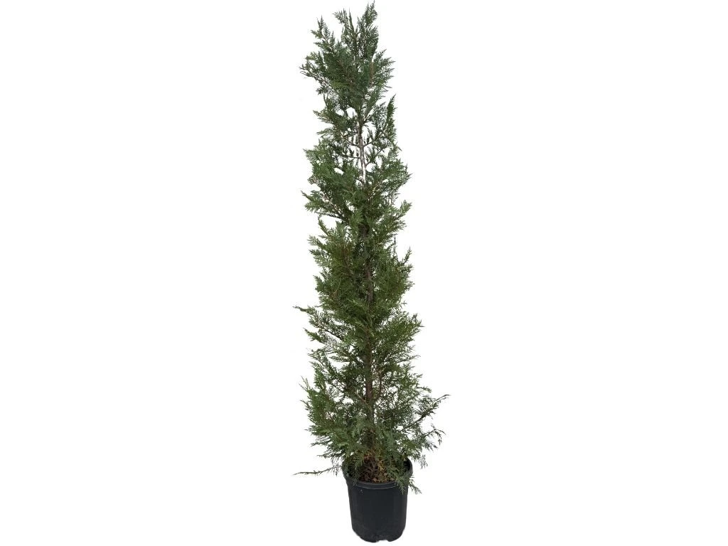 Cypřišovec Leylandův, výška 180–200 cm, květináč 15 l