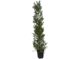 Cypřišovec Leylandův, výška 180–200 cm, květináč 15 l