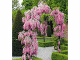 Vistárie květnatá Rosea, výška 50–70 cm, květináč 15 cm