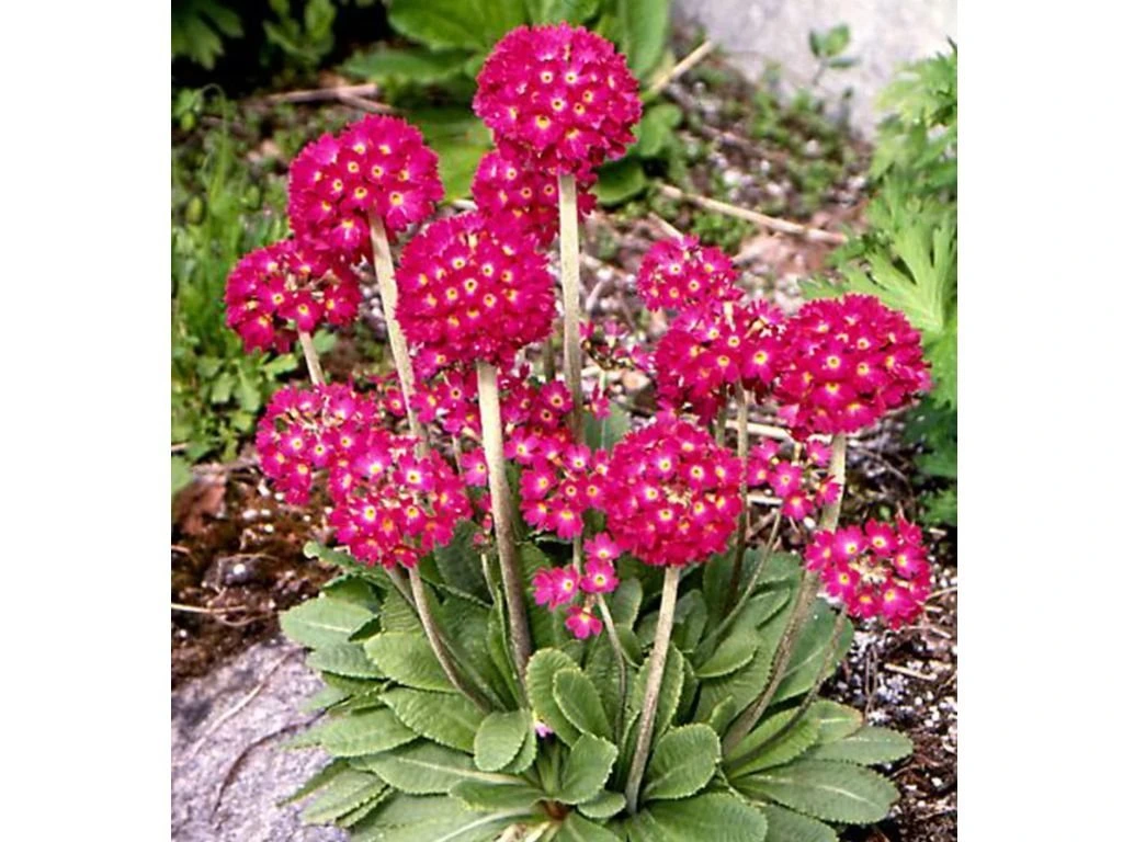 Prvosenka zoubkatá Rubin Selection, květináč 9 cm
