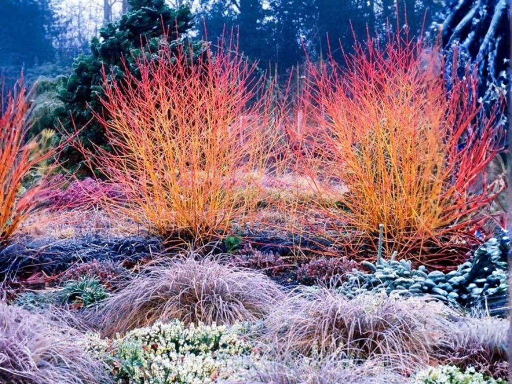 Svída krvavá Midwinter Fire, výška 30–40 cm, květináč 14 cm