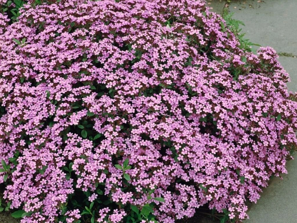 Mydlice bazalkolistá, květináč 9 cm
