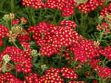 Řebříček Paprika, květináč 9 cm