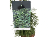 Sekvojovec mamutí Pendulum, výška 70–100 cm, květináč 15 l
