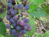 Réva vinná stolní Muscat Bleu, vyvázaná, výška 150–175 cm, květináč 5 l