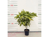 Aukuba japonská Crotonifolia, výška 80–100 cm, květináč 10 l