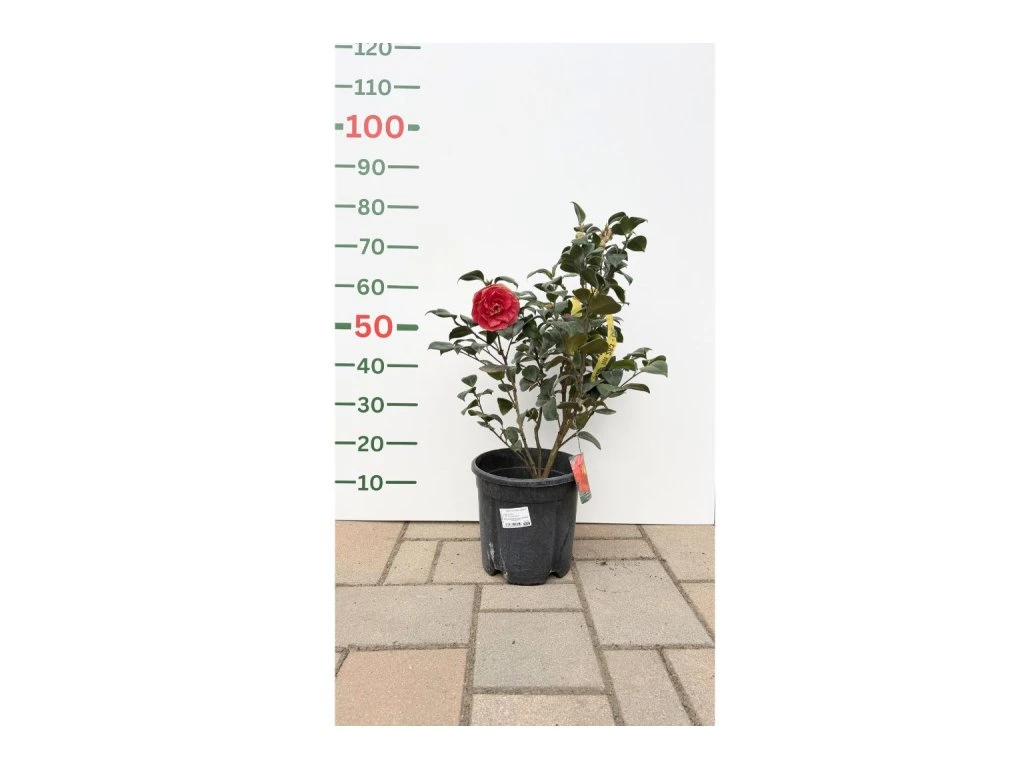 Kamélie japonská Dr. Burnside, výška 50–60 cm, květináč 9 l