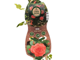 Růže popínavá Orange Queen, výška 50–60 cm, květináč 1,5 l