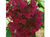 Hortenzie latnatá Wims Red na kmínku 60 cm, výška 80–110 cm, květináč 5 l