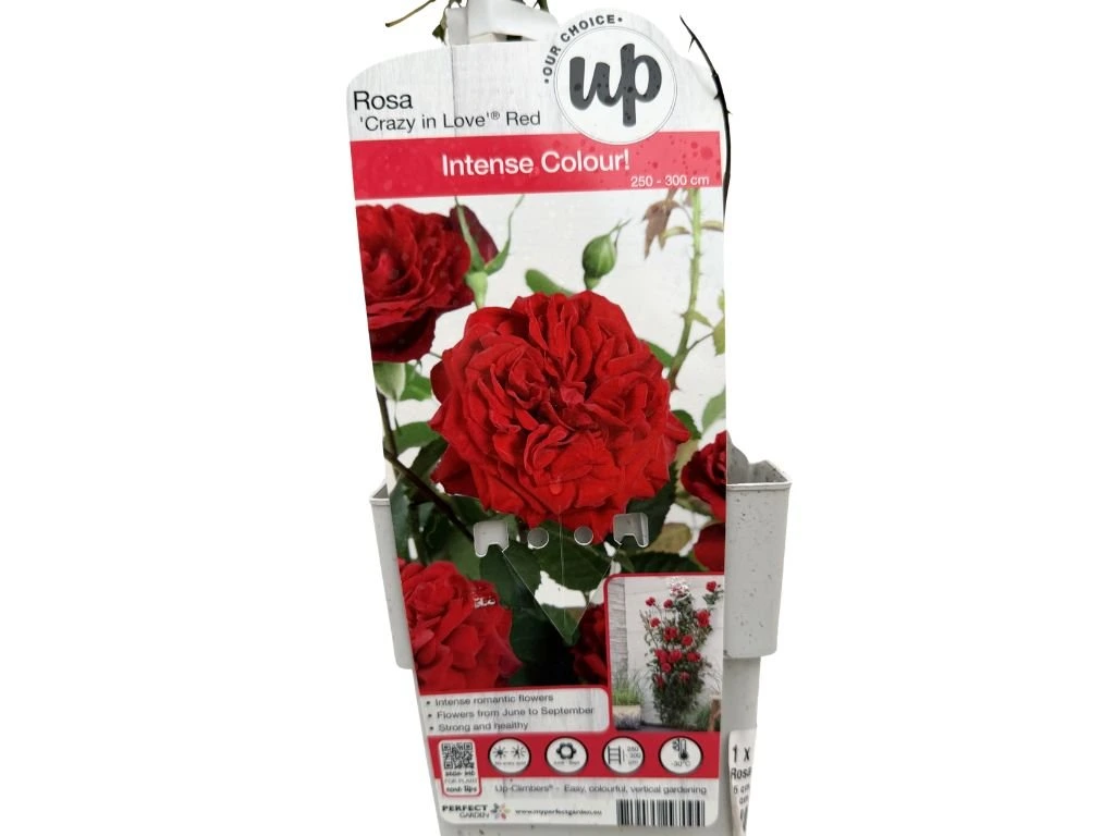 Růže popínavá Crazy in Love Red, výška 50–60 cm, květináč 15 cm