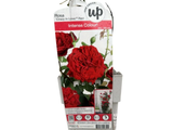 Růže popínavá Crazy in Love Red, výška 50–60 cm, květináč 15 cm
