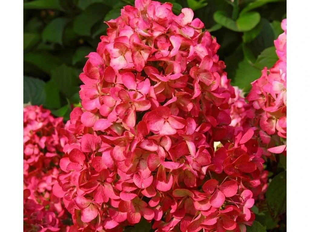 Hortenzie latnatá Wims Red na kmínku 60 cm, výška 80–110 cm, květináč 5 l