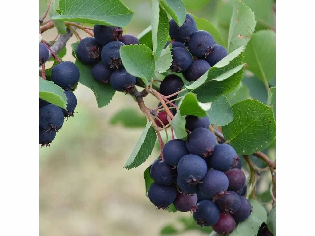 Muchovník olšolistý Thiessen, výška 30–40 cm, květináč 2 l