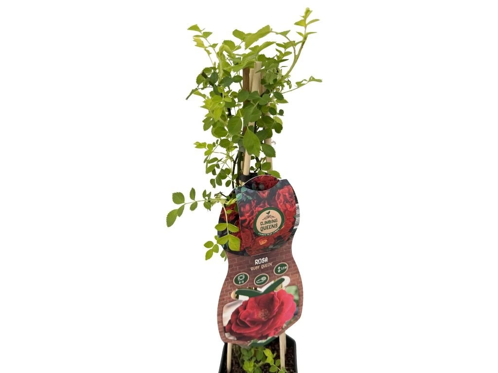 Růže popínavá Ruby Queen, výška 50–60 cm, květináč 1,5 l