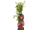 Růže popínavá Ruby Queen, výška 50–60 cm, květináč 1,5 l