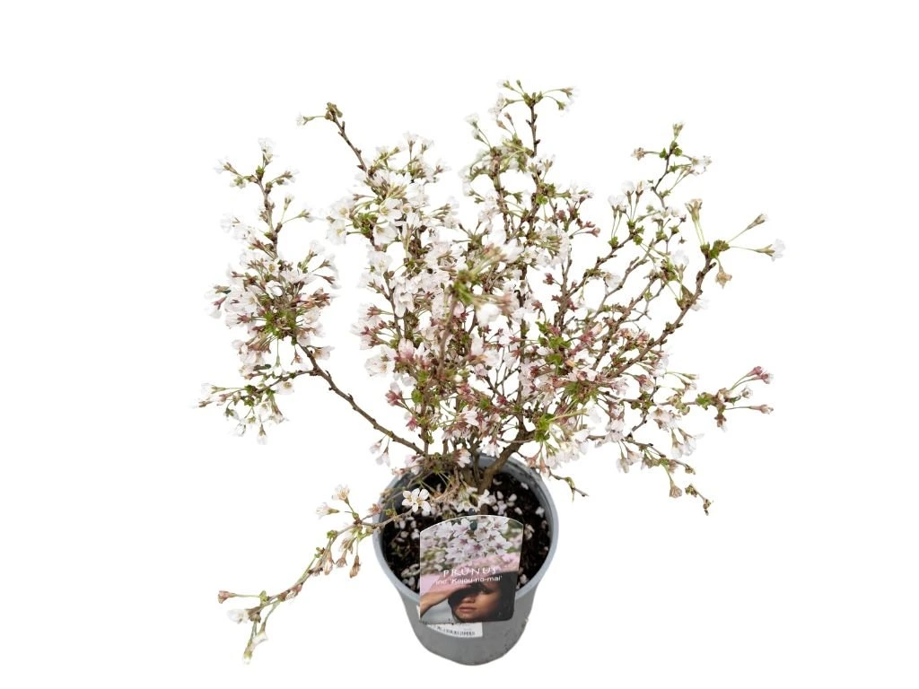 Okrasná čerešňa Kojou - no - mai, výška 30-40 cm, kvetináč 2,5 l