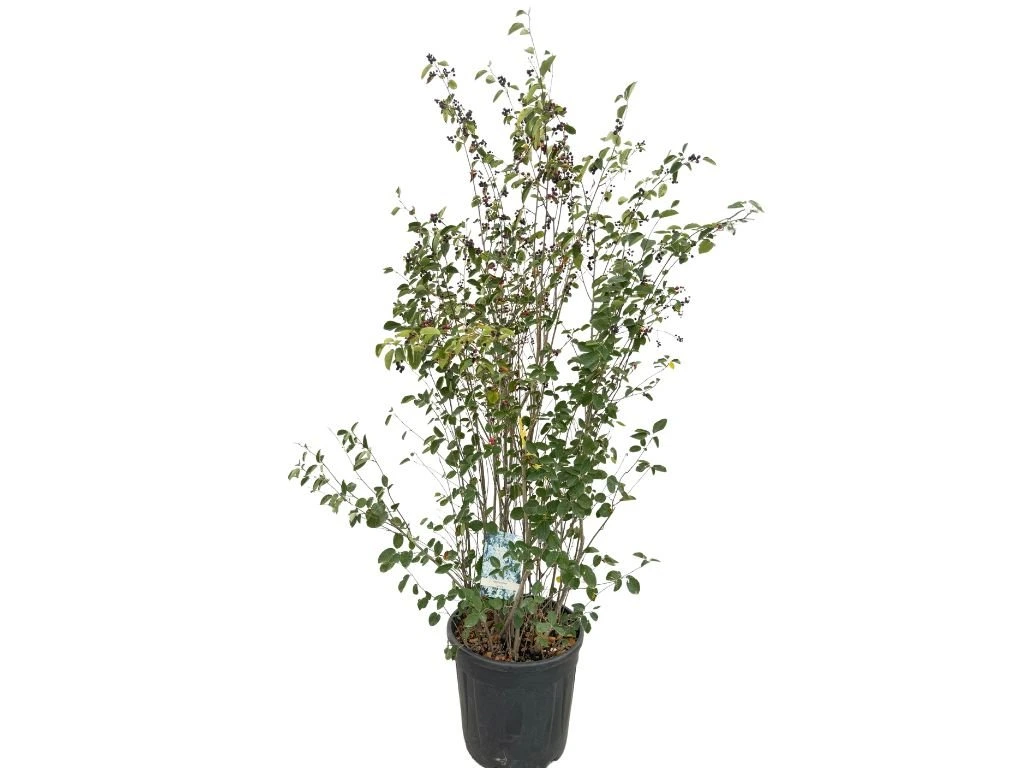 Muchovník vejčitý rozvětvený, výška 130–150 cm, květináč 25 l