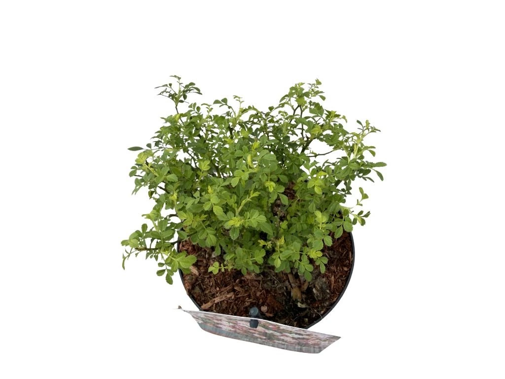 Minirůže Cutie Pie, výška 20–30 cm, květináč 17 cm