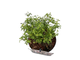 Minirůže Cutie Pie, výška 20–30 cm, květináč 17 cm