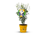 Muchovník olšolistý Saskatoon Berry, výška 20–40 cm, květináč 21 cm
