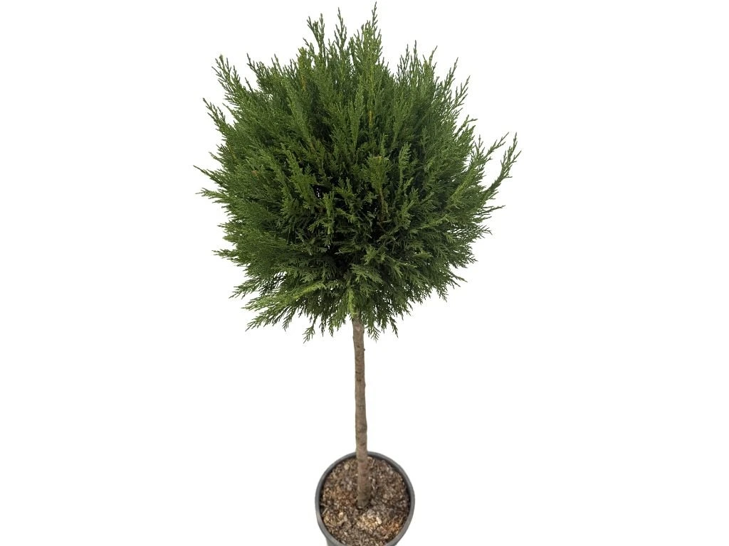 Cypřišovec Leylandův Pyramidalis na kmínku 80-90 cm, výška 120-130 cm, květináč 18 l