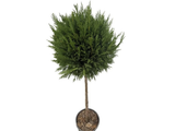 Cypřišovec Leylandův Pyramidalis na kmínku 80-90 cm, výška 120-130 cm, květináč 18 l