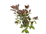 Blýskavka Fraserova Red Robin, výška 40–70 cm, květináč 3 l