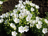 Zvonek karpatský Avida White, květináč 9 cm