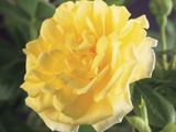 Růže popínavá Golden Climber, výška 50–60 cm, květináč 17 cm