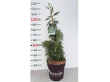 Sekvojovec mamutí Pendulum, výška 70–100 cm, květináč 15 l