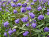 Ořechoplodec klandonský Kew Blue, výška 20–30 cm, květináč 15 cm