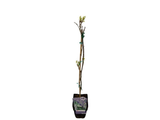 Vistárie čínská Prolific, výška 50–70 cm, květináč 15 cm