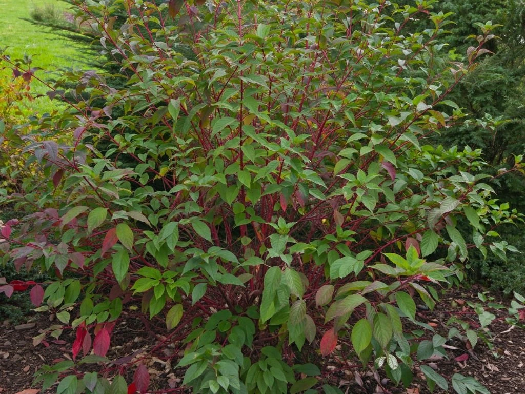 Svída bílá Sibirica, výška 30–40 cm, květináč 14 cm