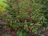 Svída bílá Sibirica, výška 30–40 cm, květináč 14 cm