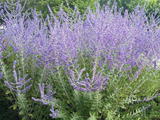 Perovskie lebedolistá Blue Spire, květináč 9 cm