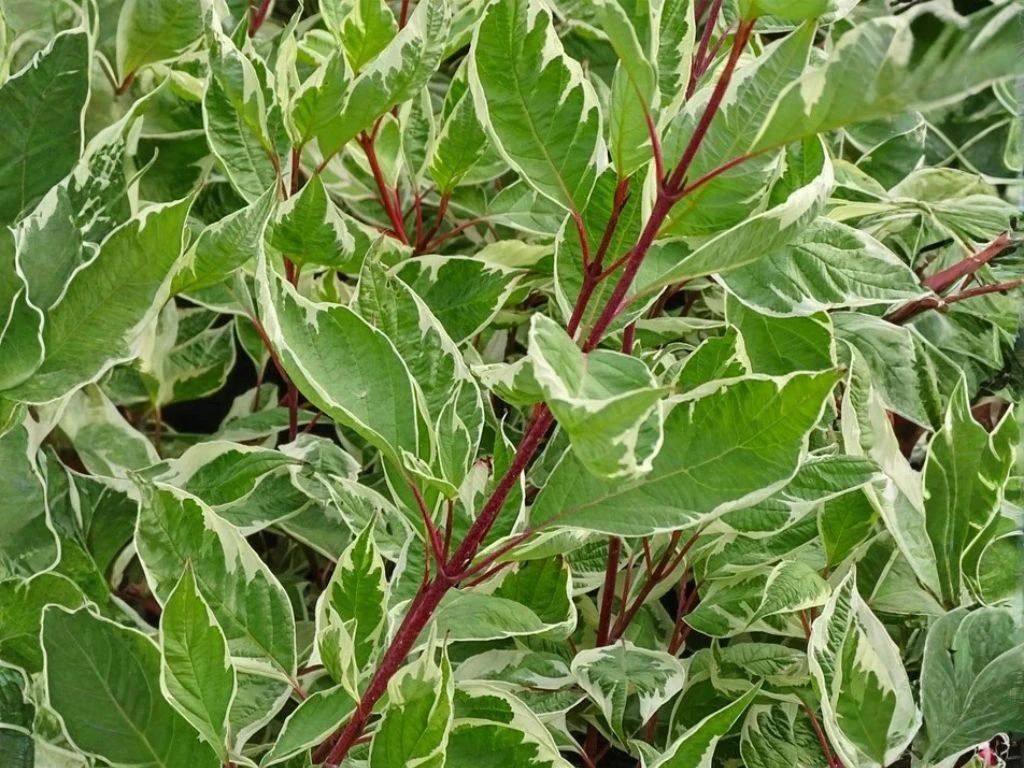 Svída bílá Elegantissima, výška 30–40 cm, květináč 14 cm