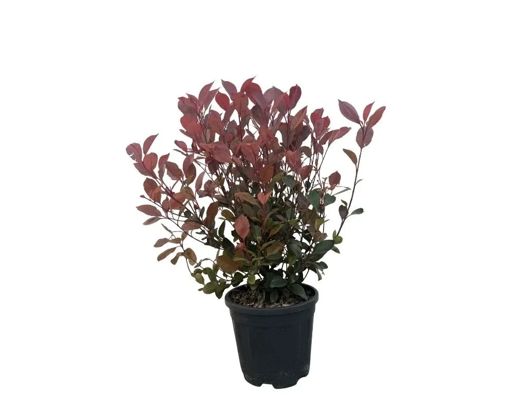 Blýskavka Fraserova Little Red Robin, výška 35–40 cm, květináč 40 l