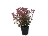 Blýskavka Fraserova Little Red Robin, výška 35–40 cm, květináč 40 l