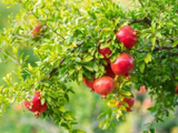 Granátovník púnsky Wonderful na 90–100 cm kmienku, výška 170–200 cm, kvetináč 6 l
