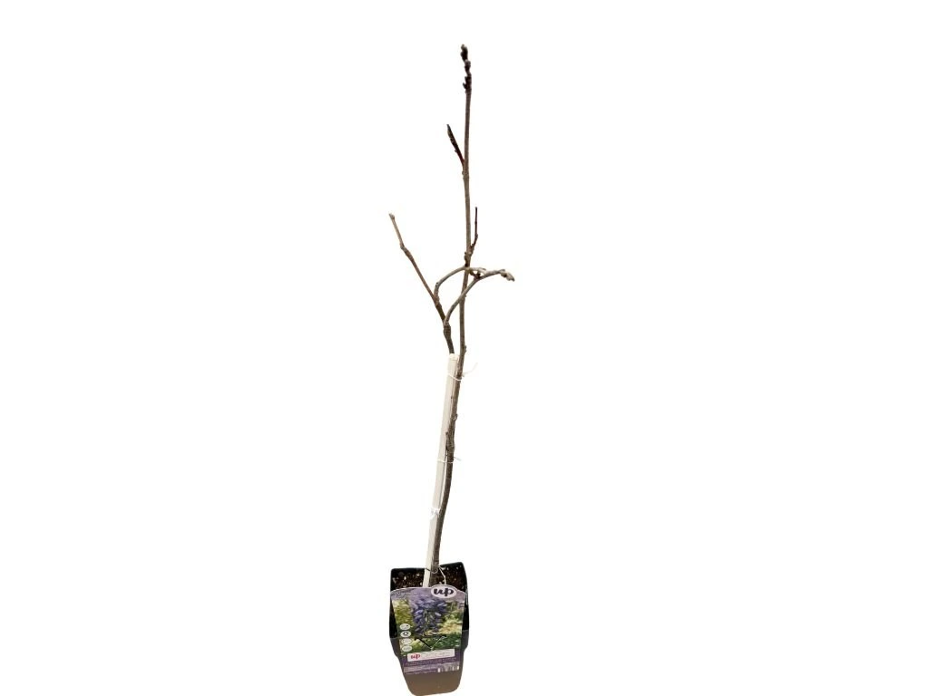 Vistárie velkokvětá Blue Moon, výška 50–70 cm, květináč 15 cm