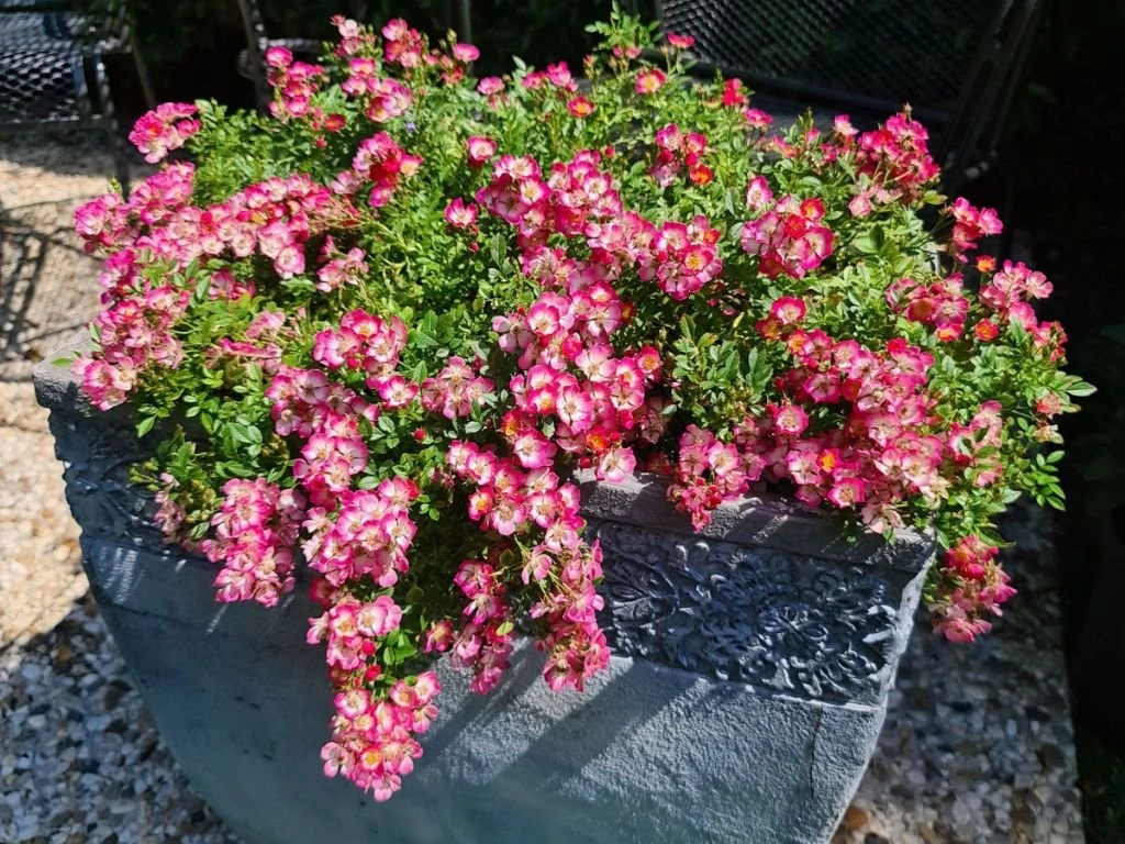 Minirůže Cutie Pie, výška 20–30 cm, květináč 17 cm