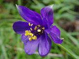 Orlíček alpský, květináč 11 cm