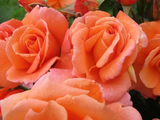 Růže popínavá Orange Queen, výška 50–60 cm, květináč 1,5 l