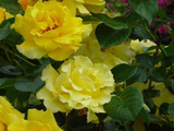 Růže popínavá Golden Climber, výška 50–60 cm, květináč 17 cm
