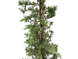 Cedr himálajský Bush Electra, výška 160–200 cm, květináč 25 l