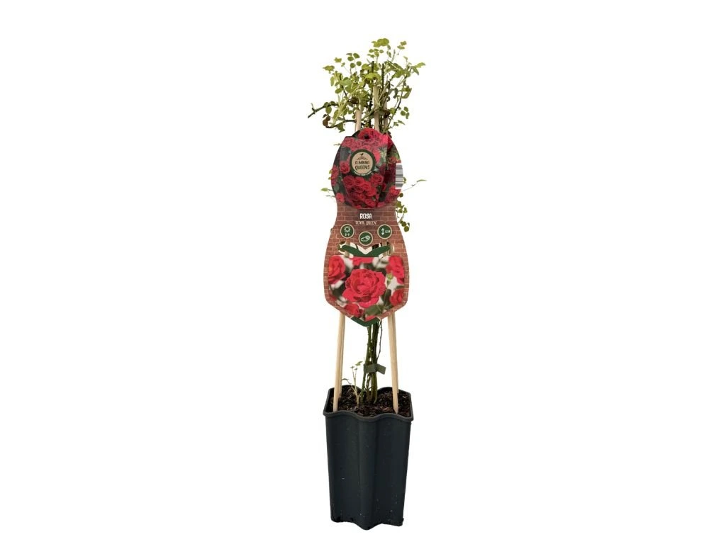 Růže popínavá Royal Queen, výška 50–60 cm, květináč 1,5 l