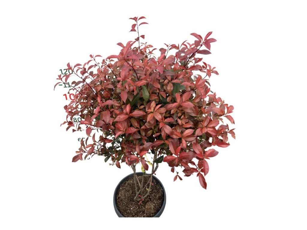 Blýskavka Fraserova Robusta Compact, multikmen, výška 110–130 cm, květináč 40 l