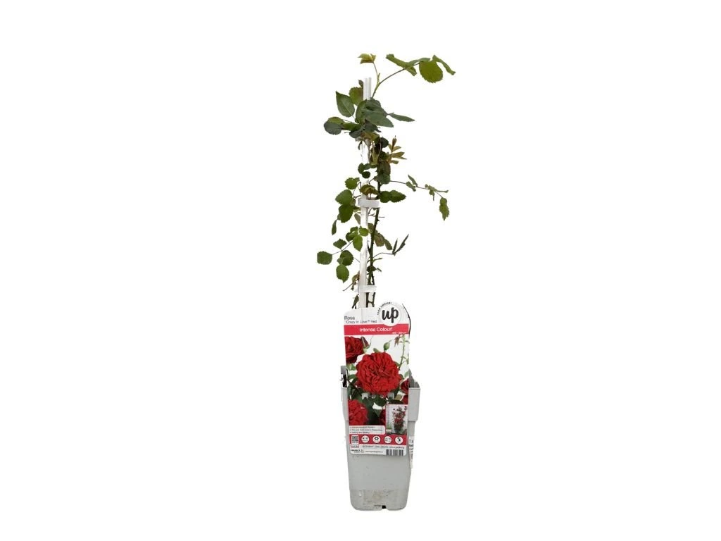 Růže popínavá Crazy in Love Red, výška 50–60 cm, květináč 15 cm